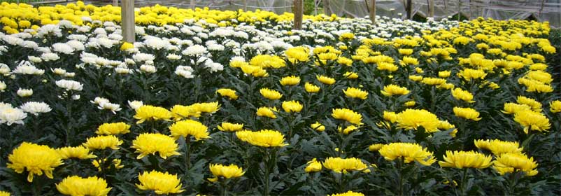 Flower Nursery, Cameron Highlands