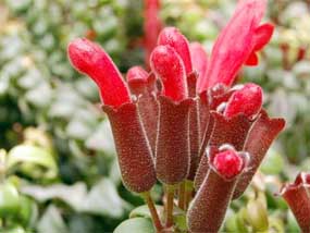 Fragrance Nursery flower