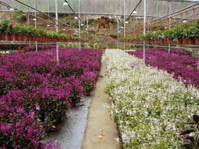 Fragrance Nursery flower