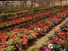 Fragrance Nursery flower