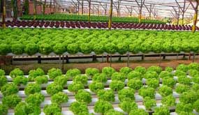 Hydroponic Vegetable Farm