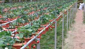 Hydroponic Vegetable Farm