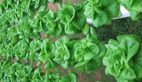 Hydroponic Vegetable Farm cameron highlands