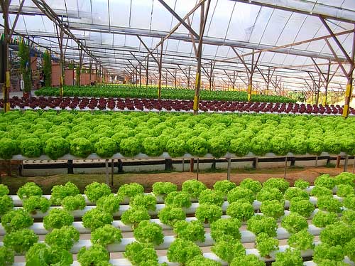 Commercial Hydroponic Farming