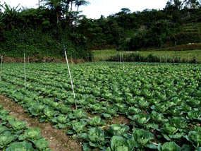 Vegetable & Organic Vegetable Farm Cameron Highlands