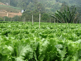 Vegetable & Organic Vegetable Farm Cameron Highlands