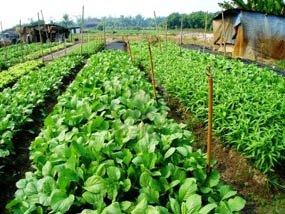 Vegetable & Organic Vegetable Farm Cameron Highlands