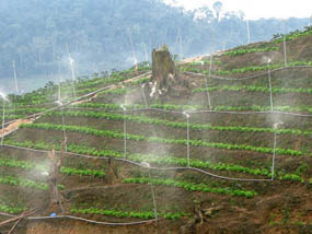 Vegetable & Organic Vegetable Farm Cameron Highlands