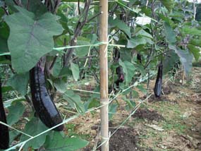 Vegetable & Organic Vegetable Farm Cameron Highlands