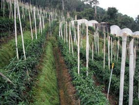 Vegetable & Organic Vegetable Farm Cameron Highlands