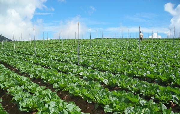 Vegetable & Organic Vegetable Farm