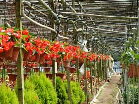 Fong Huat Nursery flower