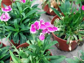 Fong Huat Nursery flower