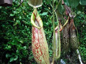 Fong Huat Nursery flower